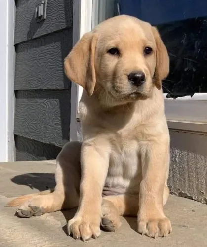 Filhotes De Labrador - A Melhor Decisão Da Sua Vida Pode Ser Comprar Um Cachorro