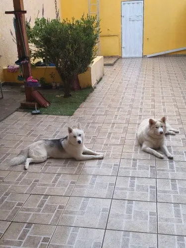 Filhotes de husky siberiano 