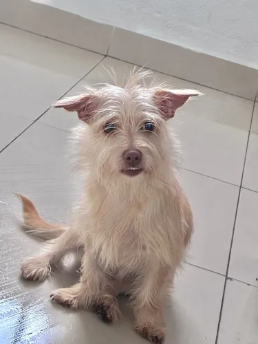 cachorro 
