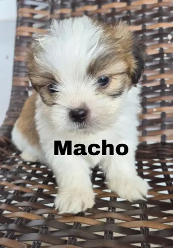 FILHOTES DE SHIH TZU 