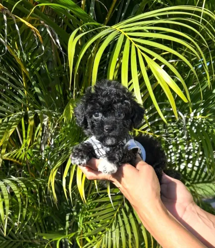 Poodle micro Toy macho e fêmea pedi