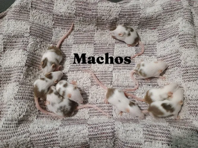 Camundongos filhotes machos