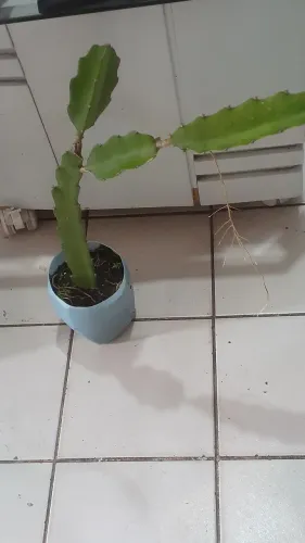 Muda de Pitaya