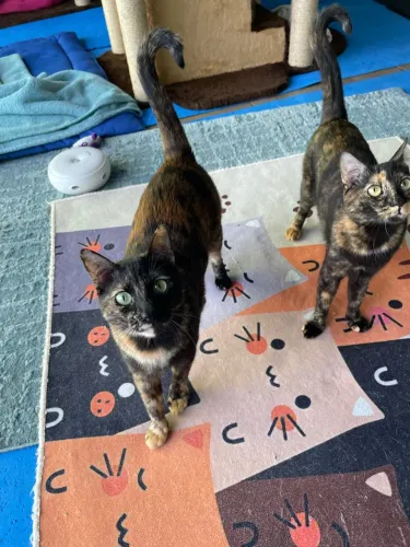 Gatinhas escaminhas para adoção JUNTAS - castradas/vacinadas - São Paulo, Zona Norte