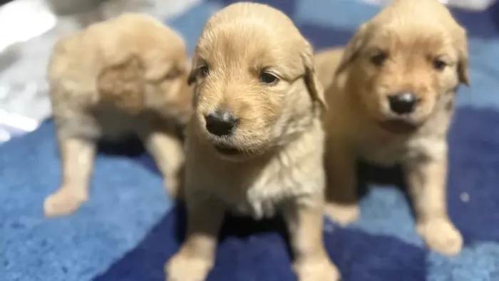 DOA-SE GOLDEN RETRIEVER CACHORRO