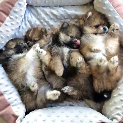 Vendo filhotes de Lulu da Pomerania