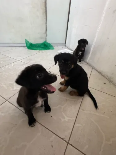 Filhote Cachorro misturado labrador