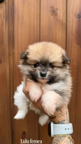 Lulu da pomerania