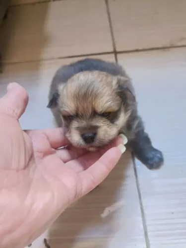 Vendo filhote de lulu da Pomerânia
