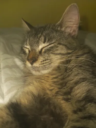 Doação de gata fêmea mansa e saudável! 