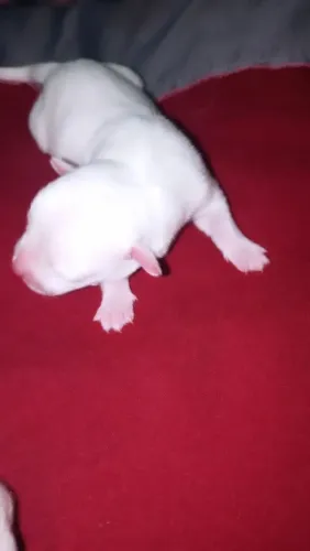 Cachorro doação 