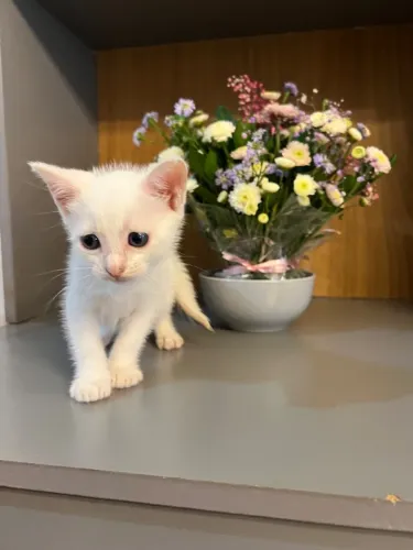 Gatinho para Doação 