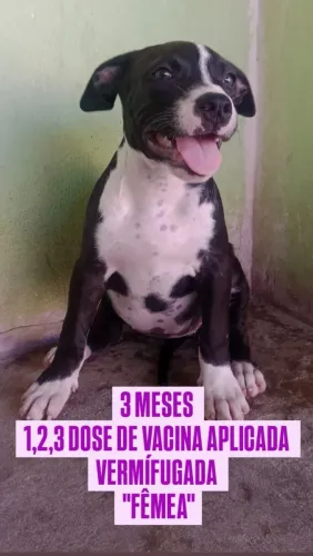FILHOTE PITBULL MONSTER 