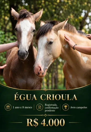 Vendo Egua Crioula Regsitrada Pura