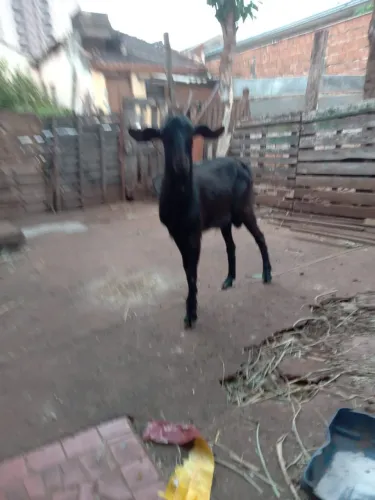 Vendo bode preto
