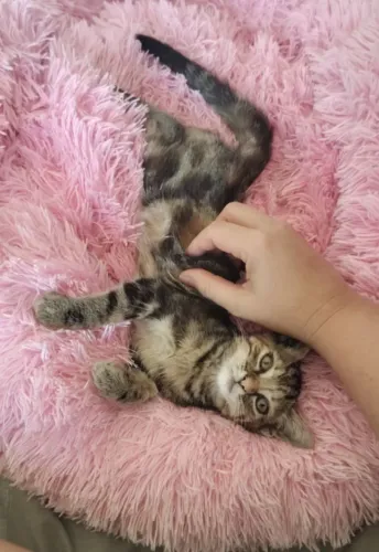 Doação Gato (filhote fêmea)