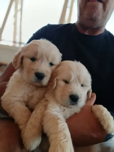 Golden Retriever filhotes puros com pedigree