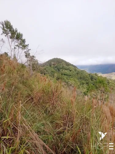Fazenda de pinus à venda com 82 Alqueire - reflorestamento 17 anos - Adrianópolis PR