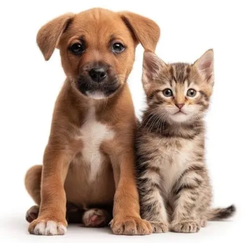 Estou pegando filhotes de gatos e cachorros, combro uma taixa para mantê-los.