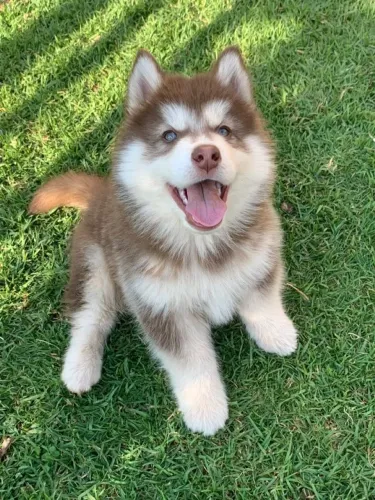 Husky marrom filhote