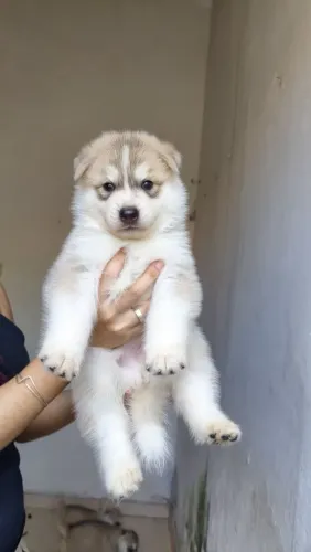 Filhote HUSKY SIBERIANO MACHO