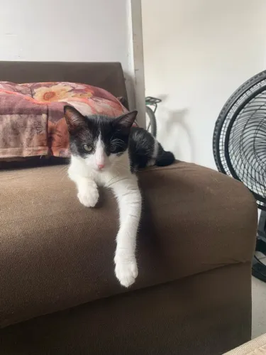 Gato macho