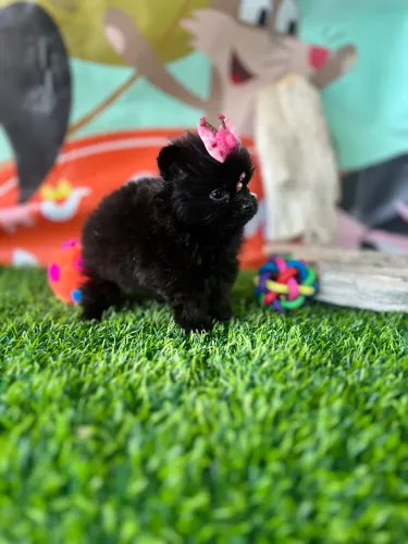 Lulu da pomerânia anão