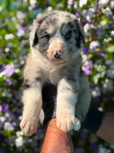 Border Collie | Filhotes com pelagem linda.