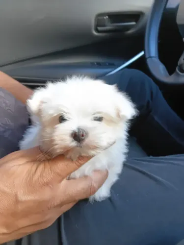 Maltês Mini Filhotes Lindos Demais.