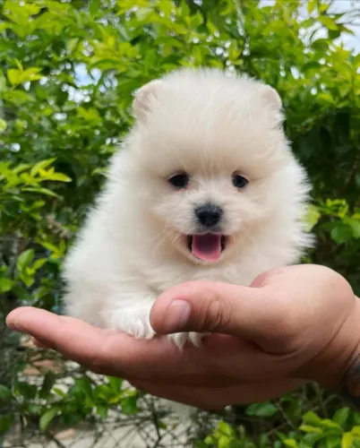 Spitz Alemão Pequenino e Apaixonante