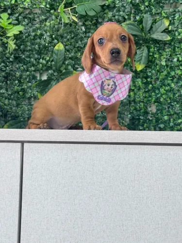 dachshund já vacinado
