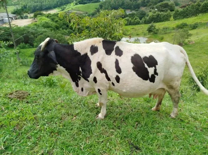 Mini vaca leiteira prenha