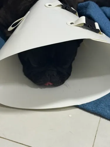 Bulldogue Francês