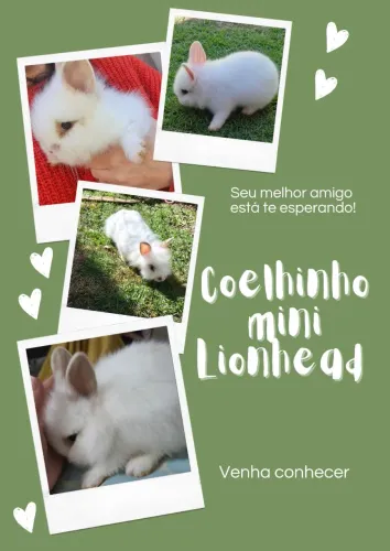 Mini Lionhead