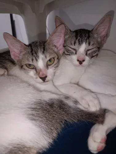 Filhotes de gato.