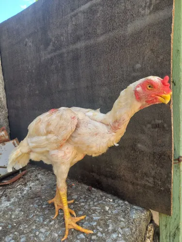 Galinha Índia bico curto 