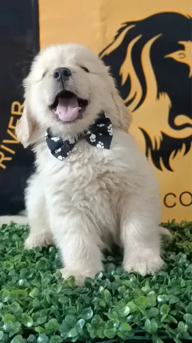 Golden Retriever filhotes bem cuidados disponíveis