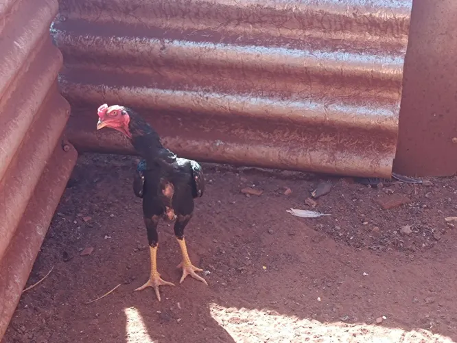 Vender ser frango indio