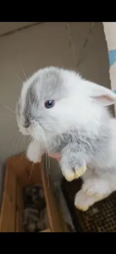 Coelho pet 