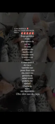 Gatinhos para doar