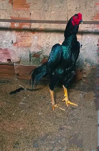 Galo shamo