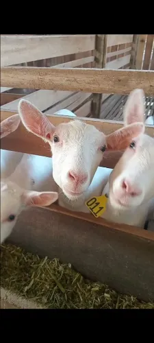 Cabras Saanen 