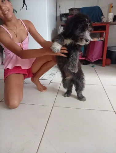 Vendo poodle