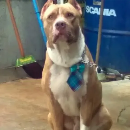 Doação de cachorro