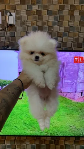 SPITZ alemão fêmea ac cartão