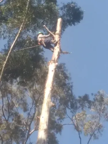 corte e poda de arvores