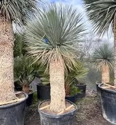 Palmeira Yuca (Yucca Rostrata) primeira foto ilustrativa!!!