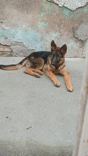 Filhote de Pastor Alemão