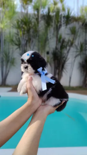 Shih Tzu macho do @amoranimalpatos