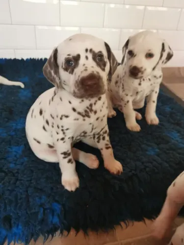 Cachorro Dálmata à Venda! ? 